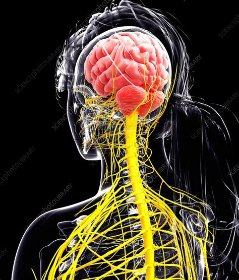 Female Nervous System Artwork Stock Image F0074304 Science