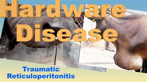 What Is Traumatic Reticuloperitonitis Hardware Disease How It Is