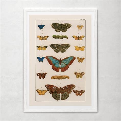 Antique Butterfly Print Top Quality Reproduction Antique Etsy