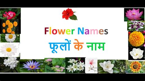 Maybe you would like to learn more about one of these? Teach Flower Names in Hindi and English to children's ...