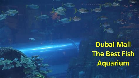 Dubai Fish Aquarium Youtube