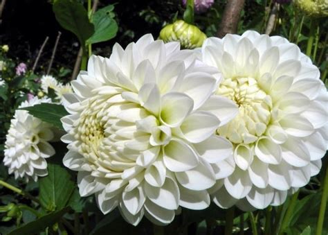 As an english masculine name it was common in the middle ages, and was revived in the 19th century. Dahlia Flower Meaning In Kannada - katadynmicropurdiscount