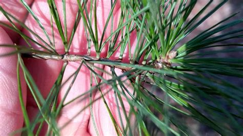 How To Identify White Pine And Red Pine Trees Needles Cones Bark And More