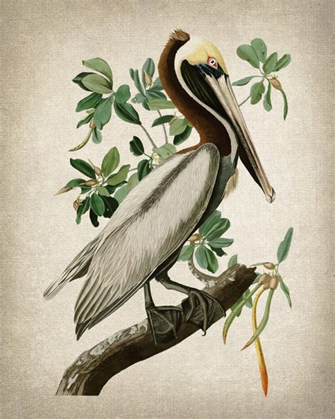 Audubon Bird Art Print Brown Pelican Vintage Illustration Etsy