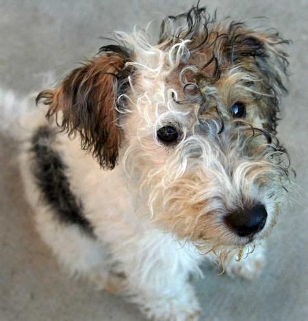 Wire Hair Terrier Poodle Mix