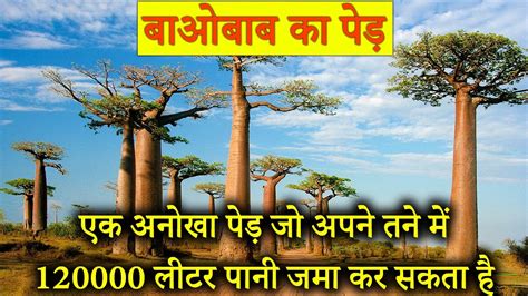 बाओबाब पेड़ के रोचक तथ्य baobab tree fun facts in hindi youtube