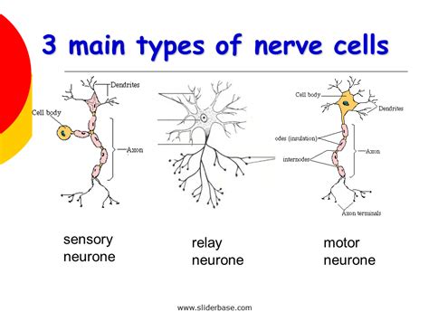 A lesion of the nerve can occur through many mechanisms of injury. Nervous system - Presentation Health and Disease