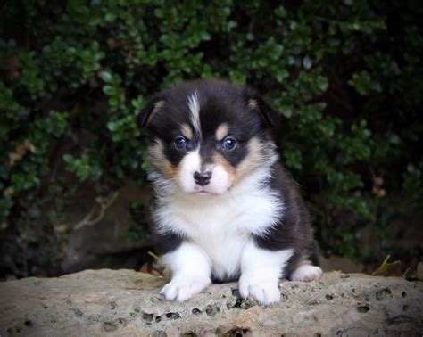 We have been providing our customers with beautiful corgi puppies for more than 7 years. Corgi Puppies For Sale — Hill Country Corgis