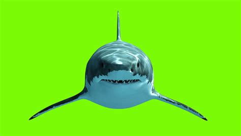 If you like to add a resource to this list, you can get in touch with me on twitter : Great White Shark Megalodon On Stock Footage Video (100% ...