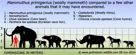 Woolly Mammoth Compared To Elephant Size