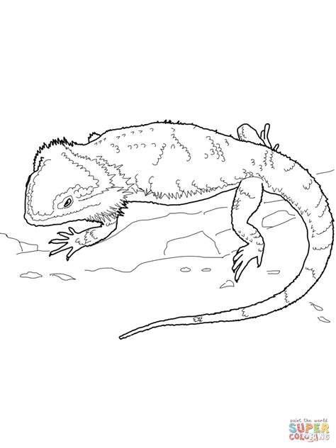Check spelling or type a new query. Bearded Dragon coloring page | Free Printable Coloring Pages