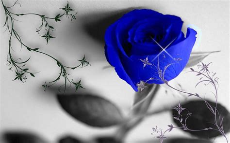 Blue Rose Wallpapers Wallpaper Cave