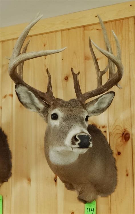 Whitetail Deer Shoulder Mount 6x9 Non Typical