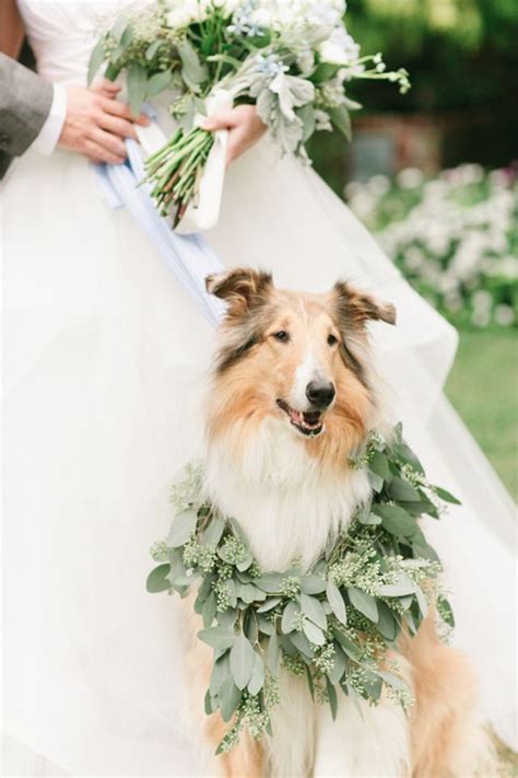 15 Cute Ways To Get Your Dog Wedding Ready Doggie Aisle Style