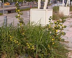野生植物~旋葵(五張圖)＠我的空中花園(1)｜PChome Online 個人新聞台