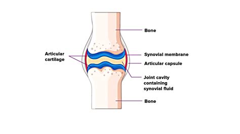 Draw A Labeled Diagram Of A Synovial Joint Give Examples For A Hinge Joint