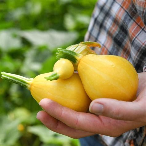 Lemon Summer Squash Seed Stark Bros