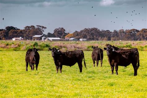 Herd Of Brown Cows Bos Taurus Resting In A Green Field With Trees And
