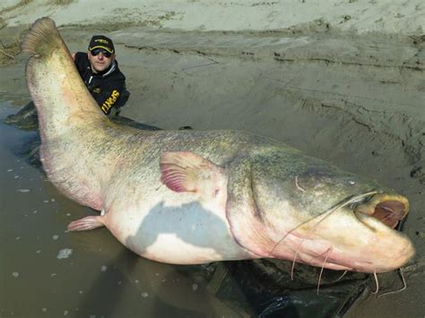 9 Stunning Facts About The Worlds Biggest Catfish Caught Page 2