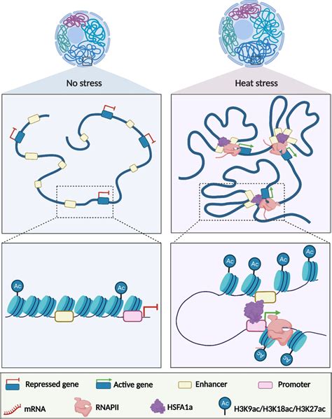 transcription factors mediate enhancer promoter interactions and alter 3d chromatin conformation