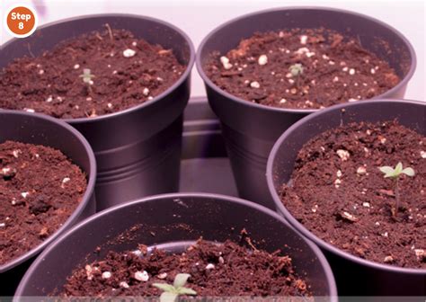 How To Germinate Cannabis Seeds Beginners Guide Step By Step
