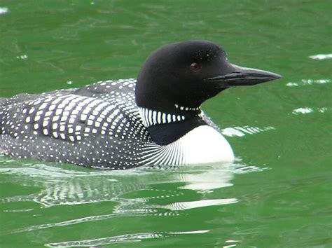 Common Loon Coniferous Forest