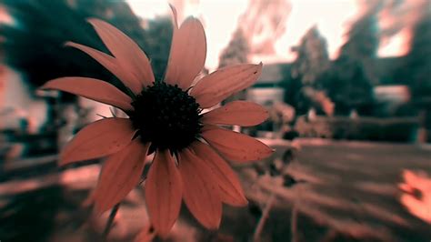 Choose from a curated selection of flower photos. Royalty free flower aesthetic video - YouTube