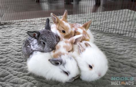 Holland Lop Baby Bunnies 3 Weeks Old From Hooks Hollands Ohio