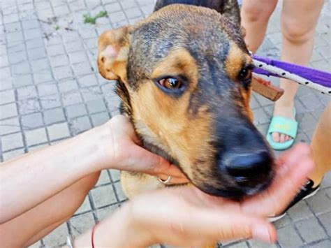 Se Mudaron Y Dejaron Al Perro En La Terraza Al Rayo Del Sol Lo