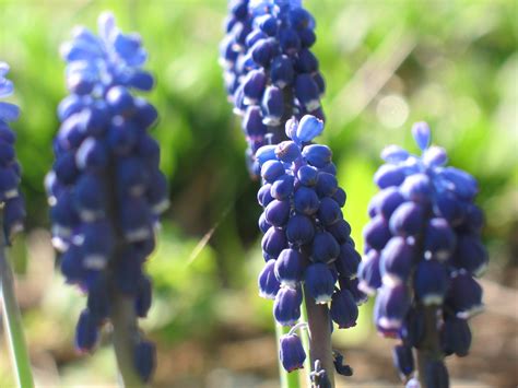 Free Images Nature Blossom Grape Meadow Fruit Flower Bloom