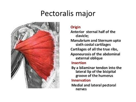 Pectoralis Major Anatomy Muscle Anatomy Pectoral Muscles