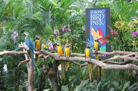 Parrots Got Talents Jurong Bird Park Tickikids Singapore