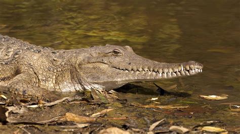 Australien: Mann überlebt wochenlang in Krokodil-Gebiet