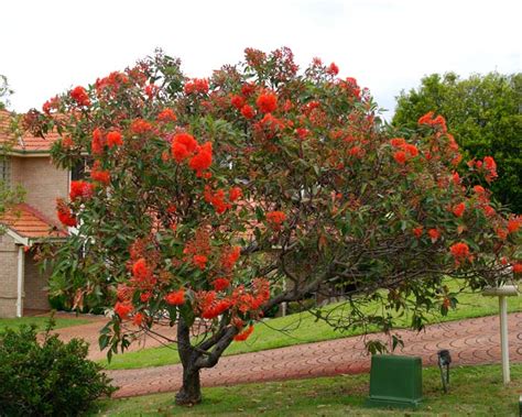 Top 10 Trees Red Flowering Gum Corymbia Ficafolia