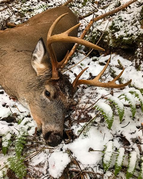 Trophy Whitetail Deer Hunting Outfitters In Maine Allagash Guide Service