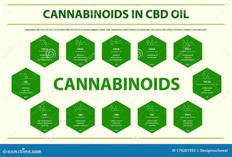 Cannabinoids In Cbd Oil With Structural Formulas Horizontal Infographic