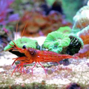 Peppermint Shrimp Oceans Garden Aquaculture