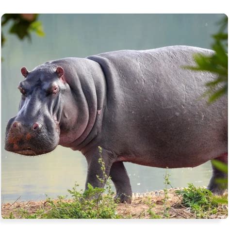20 De Lucruri Despre Hipopotami ️
