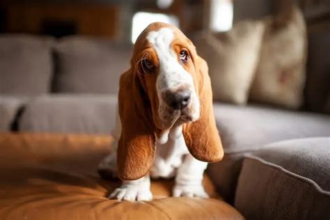 12 Reasons Why Basset Hound Shouldnt Be Trusted