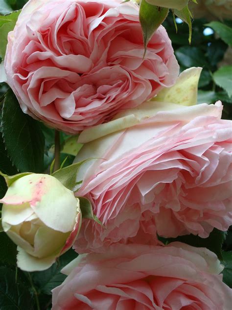 Les Roses De Mon Jardin Розы Красивые сады Цветоводство