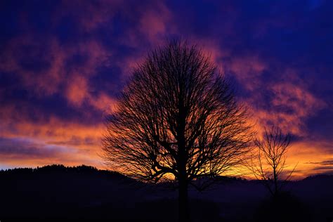 Tree Silhouette In Winter Sunset