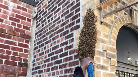 Bee Swarm Causes Buzz In Long Island City