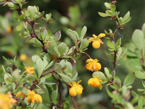 Grüne Polster Berberitze Nana Berberis Buxifolia Nana