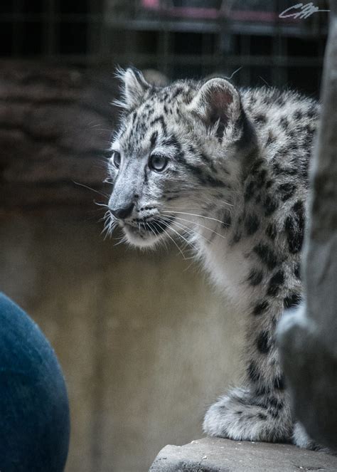 Cleveland Metropark Zoos Young Snow Leopard Cub Craig Markert Flickr