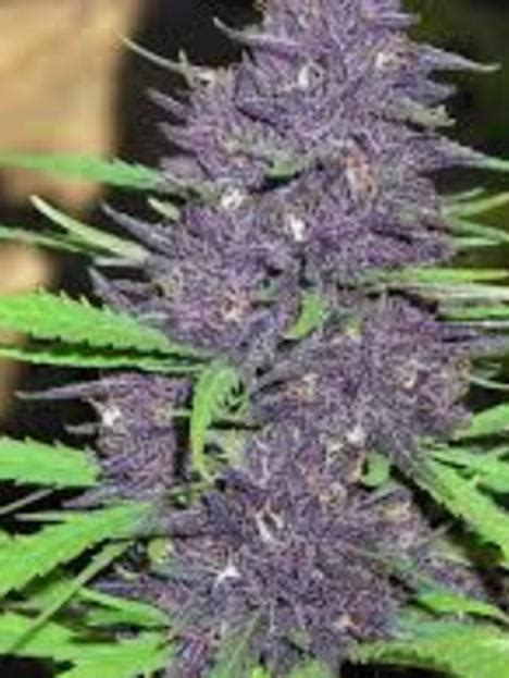 Dark Purple Auto Autoflowering Cannabis Seeds Delicious Seeds