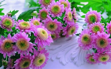 Free Download Flowers For Flower Lovers Desktop Beautiful Flowers Hd