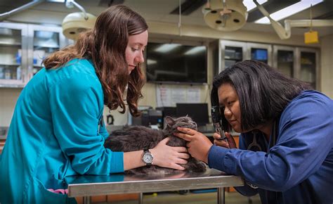 Partnership With Vetbloom Provides Access To Veterinary Nursing
