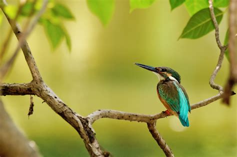 Branch Tree Bird Kingfisher Leaves Wallpapers Hd