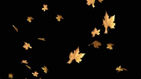 Loop Alpha Channel Leaf Falling In Forest Overlay Royalty Free Video