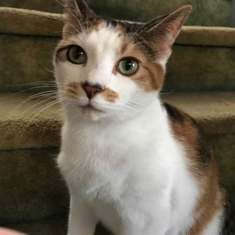 Missing Calico Cat Lafayette St Reese Found Hackettstown Nj